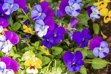 Beautiful view of flowers pansies  isolated on  background. Gorgeous nature backgrounds.