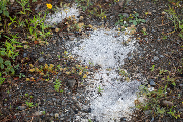 wild natural plants from the south of Spain