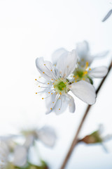 A branch of blooming cherry. White flowers of a cherry.