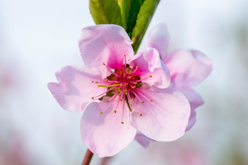 close up of pink Nectarine blossom