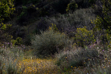 wild natural plants from the south of Spain