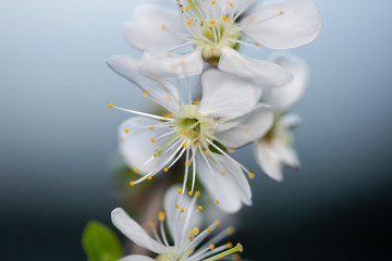 A branch of blooming cherry. White flowers of a cherry.