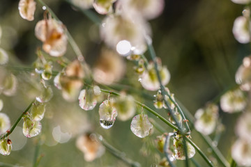 wild natural plants from the south of Spain