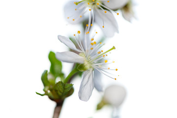 Obraz premium A branch of blooming cherry. White flowers of a cherry.