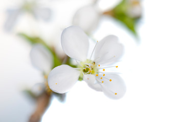 A branch of blooming cherry. White flowers of a cherry.