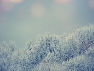 Winter Landscape with Snow and Trees