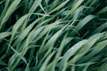 Green grass with dewdrops in the summer at dawn in the sunlight. Clean, wet, lush meadow grass in the field after rain.
