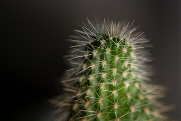 Green cactus with many thorns.