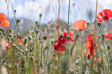 Obraz premium Red poppy flowers in a field on a sunny day