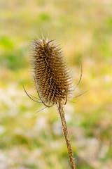 Single seed head or comb of wild teasel or fuller's teasel