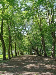 In the park on the road there are a lot of dense trees and a shadow falls