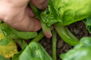 fresh spinach pick in a bio orchard