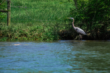 Blue Heron on Shore While Paddling the Tennessee River in Knoxville, TN 