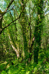 forest in the morning