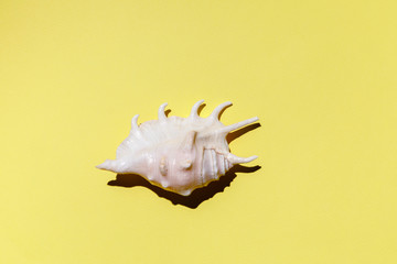 Summer time concept with seashells on yellow background