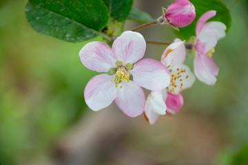 Fototapeta na wymiar close up of blossom applr