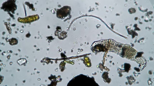 A large rotifer close up crawls out of the frame of the microscope. Theme of laboratory biological research under microscope. Microscopic protozoa with a visible organ system in a drop of water.