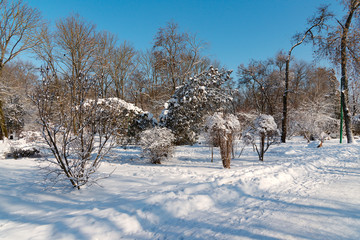The winter's tale in the spruce Park