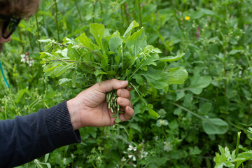 hand picking rucola in a eco farm