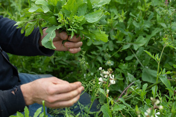 hand picking rucola in a eco farm