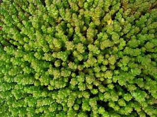 green stonecrop close-up. ground cover succulent. mobile photo with selective focus