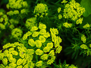 Decorative green flowers in the garden of a country cottage. The concept of development of the industry providing the cultivation of ornamental plants.