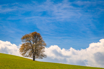 Fototapeta na wymiar Lonely tree on a grassy meadow with blue sky background at spring time. National Nature Reserve Sulov Rocks, Slovakia, Europe..