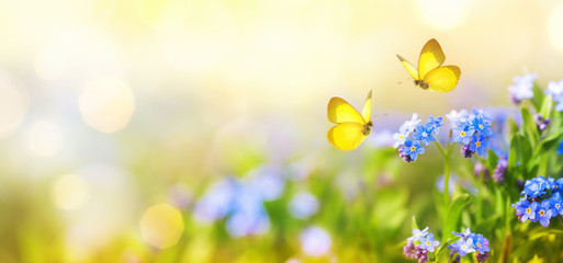Beautiful summer or spring meadow with blue flowers of forget-me-nots and two flying butterflies. Wild nature landscape. - obrazy, fototapety, plakaty