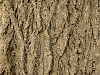 Background looks like the textured bark of an old tree. The concept of development of the main areas of ecology and forestry.
