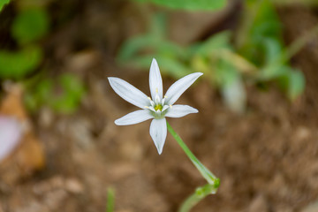 closeup white flowers in the forest