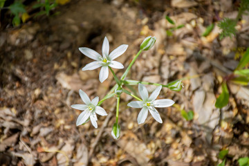 white flowers