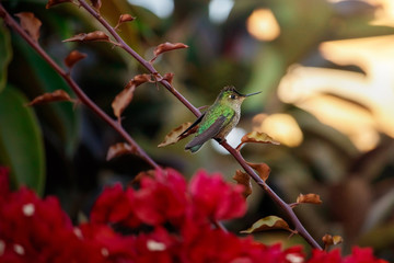 Colibri posando en rama de bugambilia roja. © Javiera DíazdeValdes
