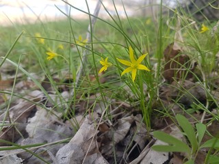 yellow flower in the grass