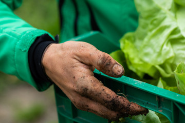 woman working in the garden