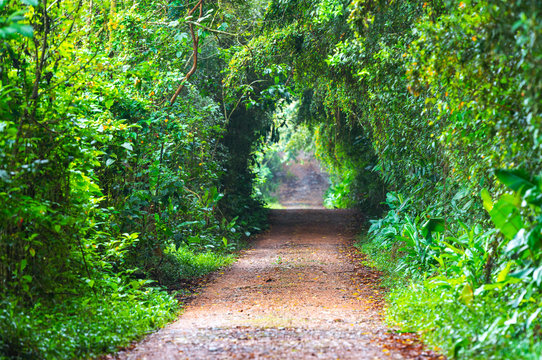 Ecological Road in the cloud forest and bird watching village of Mindo, Ecuador.