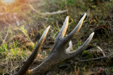 Detail Deer antler in the forest. Laid on the grass.