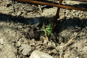 Planting tomatoes plant in a ecological orchard