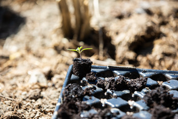 Planting tomatoes plant in a ecological orchard