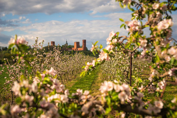 Castle and blooming apple trees in Czersk, Poland - 348299754