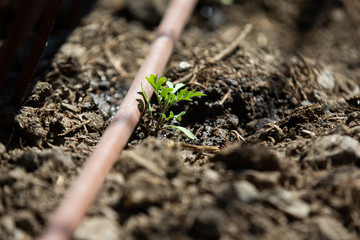 Planting tomatoes plant in a ecological orchard