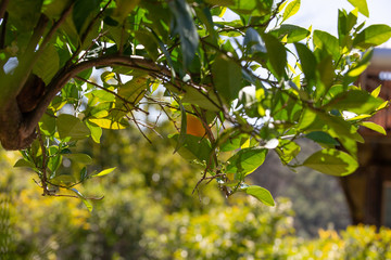 orange agriculture in ecological orchard