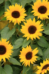 Fototapeta na wymiar Miniature Sunflowers