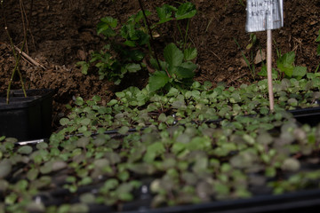 growing plants for the garden