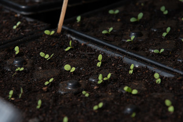 growing plants for the garden