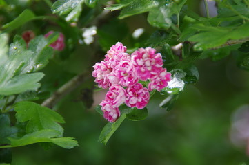 Blooming hawthorn in spring garden