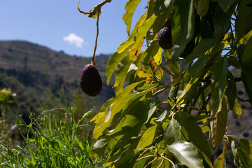 avocado in the tree in a ecological orchard