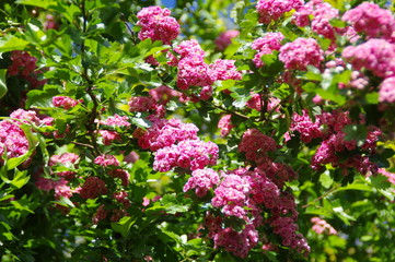 Blooming hawthorn in spring garden