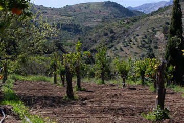Fototapeta na wymiar orange agriculture in ecological orchard