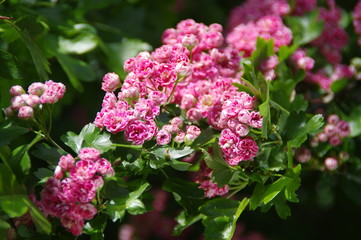 Obraz premium Blooming hawthorn in spring garden