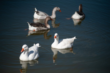Patos brancos em uma lagoa 